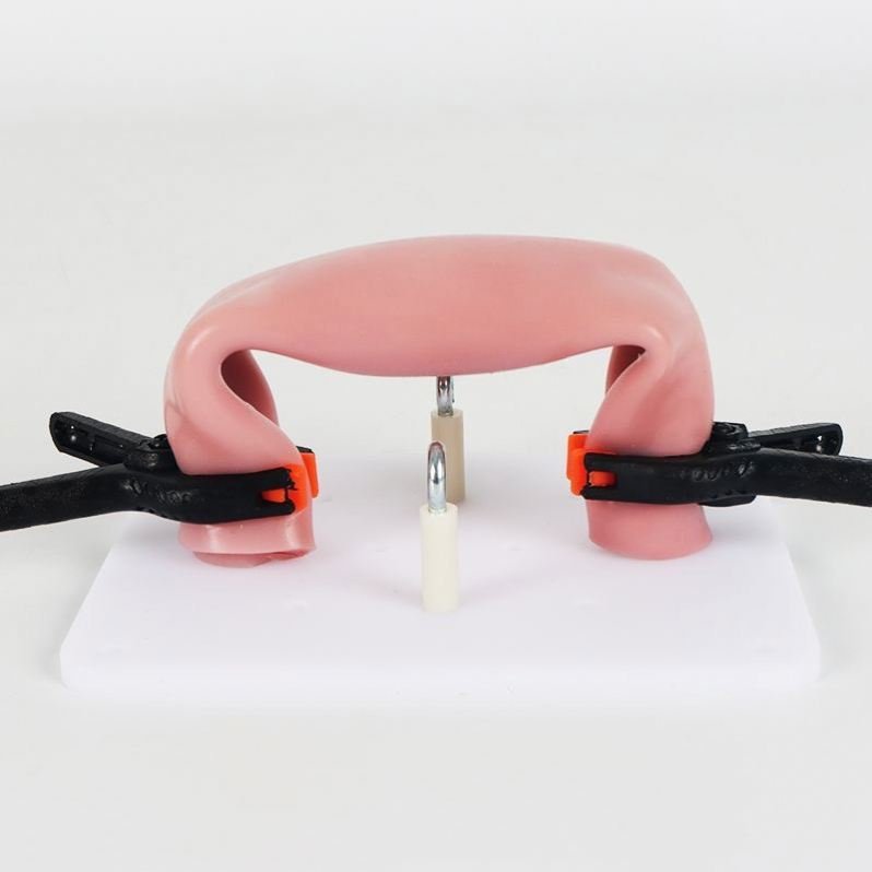 Modelo de entrenamiento de anastomosis intestinal KyrenMed, modelo de sutura intestinal con clip de soporte, práctica de entrenamiento de cirugía laparoscópica - Imagen 2