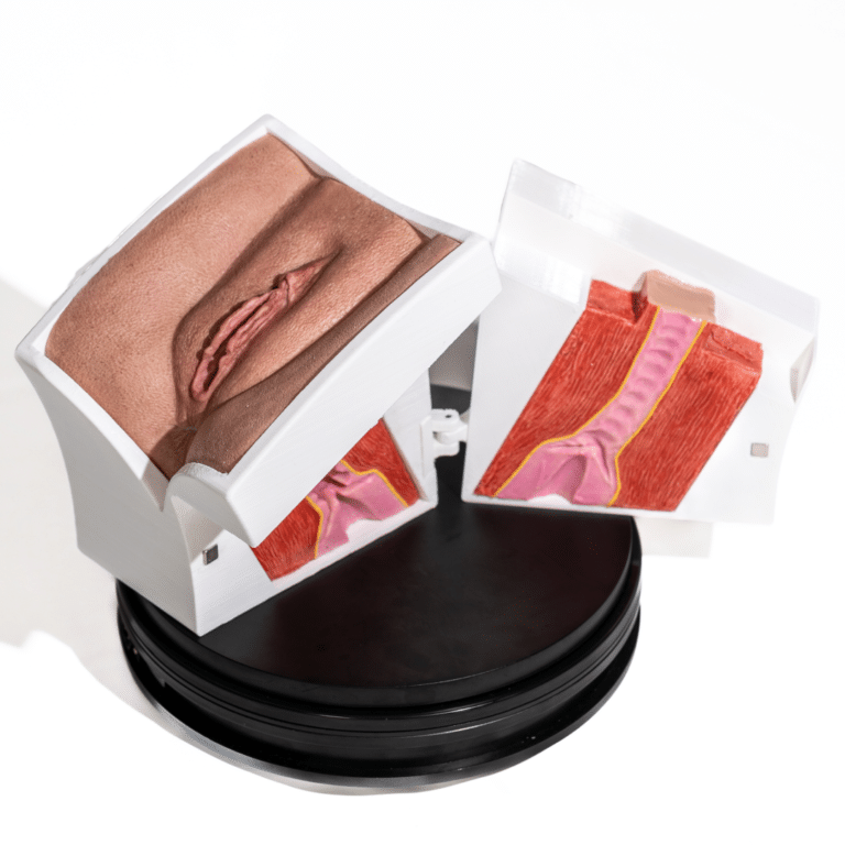 Simulador de Vagina con apertura - Imagen 5